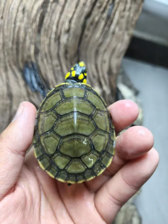 黄头龟忍者神龟黄头侧颈龟深水吃粪观赏龟活体鱼缸混养网红热带龟