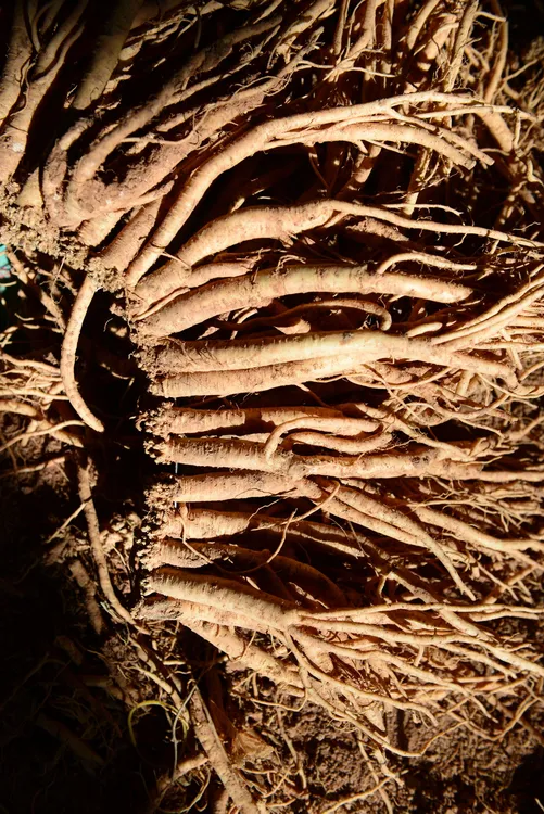 鲜党参新鲜煲汤泡酒现挖单支带土味道浓郁滋补炖鸡党参产地直销