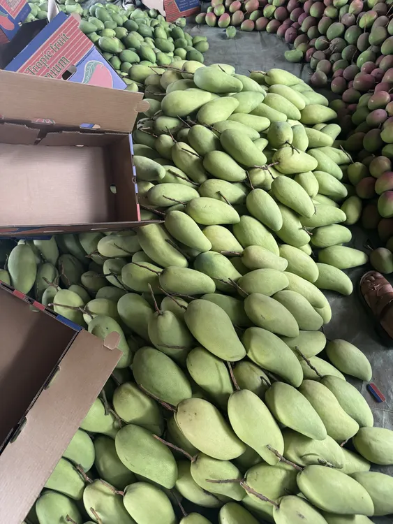 云南特产新鲜芒果现摘现发口感爽口