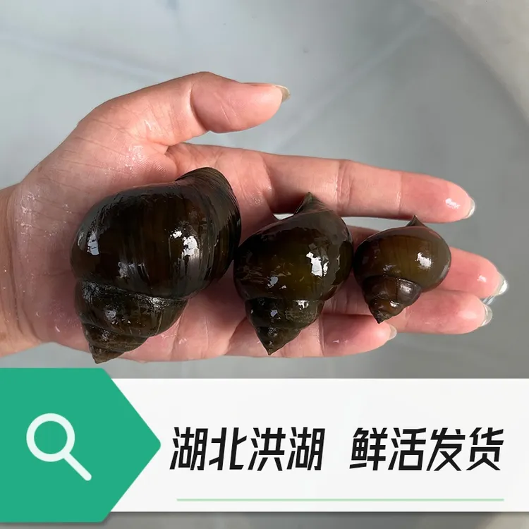 洪湖鲜活清水田螺现捞特大号现发