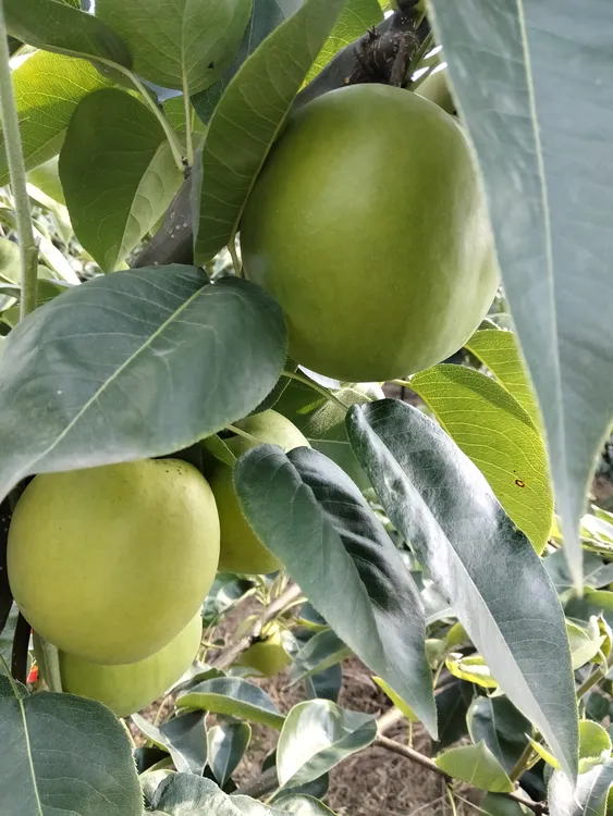 苍溪翠冠梨六月雪脆甜多汁梨子