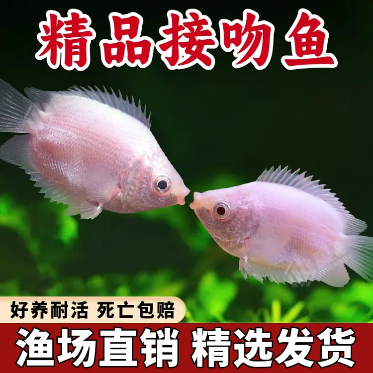 接吻鱼观赏鱼金鱼活鱼亲嘴鱼热带鱼好养活体小型宠物鱼会亲嘴的鱼
