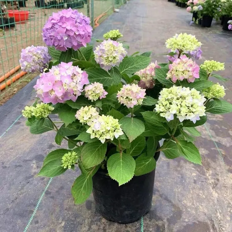 绣球盆栽花苗无尽夏阳台盆栽阳台庭院新手开花三角梅繁花坊