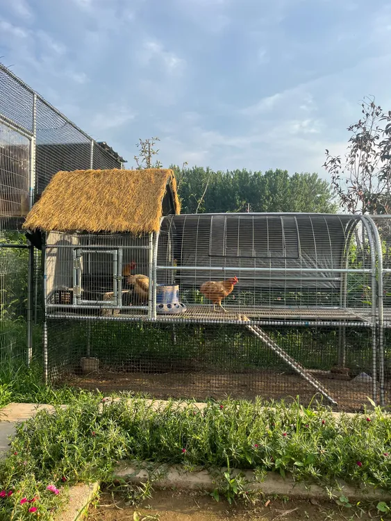 养殖鸡舍兔舍户外防雨棚鸡窝家禽鸡笼防晒鸭棚鸡舍搭建家用养殖