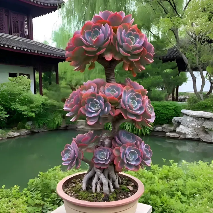 精品大盆大颗多肉植物老桩红粉台阁玫瑰办公室内桌面盆栽好养活