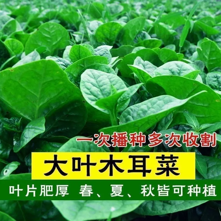 【爬满藤】大叶木耳菜秧苗四季种速生豆腐菜种苗阳台盆栽蔬菜种子苗