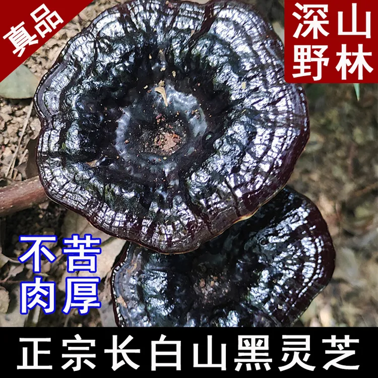 正宗黑灵芝野山林自然生长肉厚整朵长白山黑灵芝甘香不苦煲汤煮水