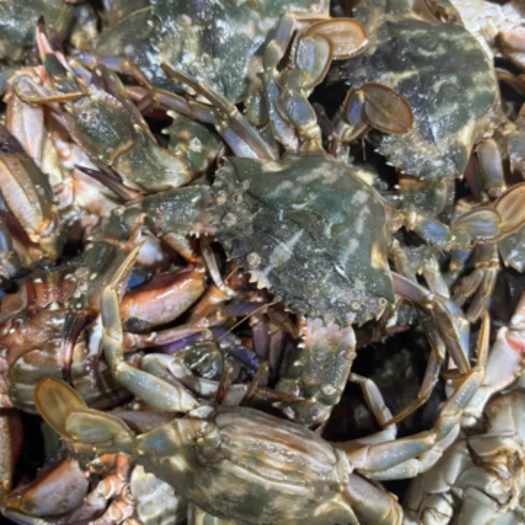 【小花家】花盖蟹（保鲜不保活