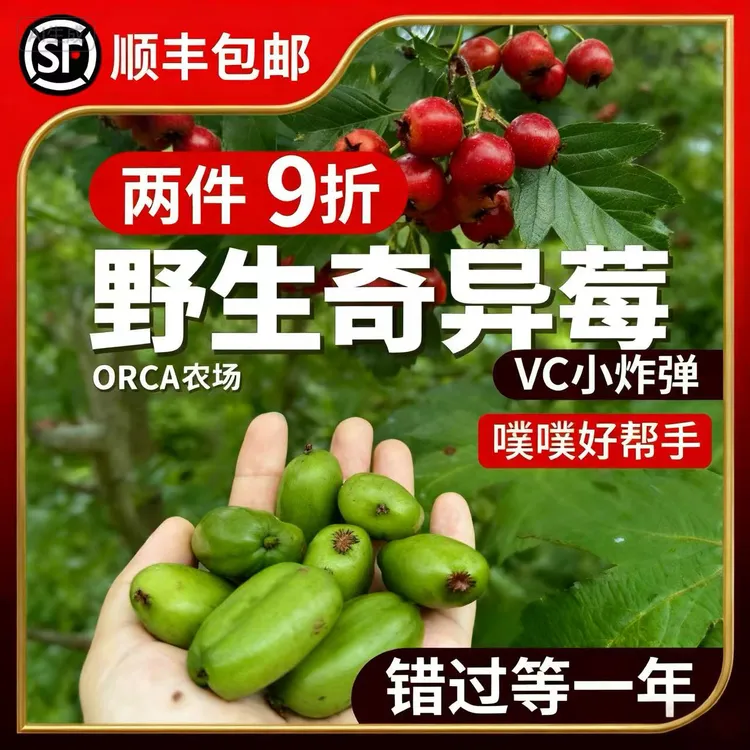 丹东软枣礼盒奇异莓蜜甜无农药家庭农场直供2025新鲜现摘产地直发