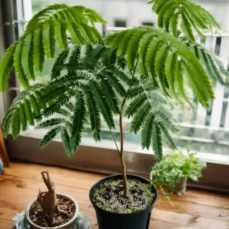 网红高端绿植密叶猴耳环四季常青阳台室内观叶植物盆栽耐阴好养