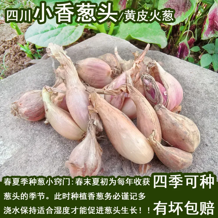 四川黄皮小香葱农家四季可种植香葱火葱头阳台盆栽绿植食用葱包邮