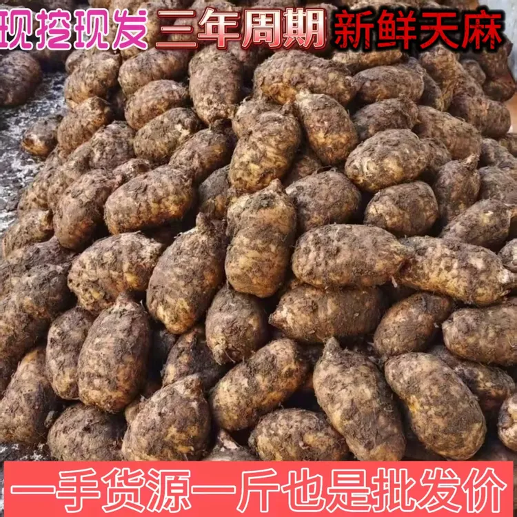 云南昭通天麻小草坝新鲜乌天麻防野生种植现挖现发煲汤泡酒特产