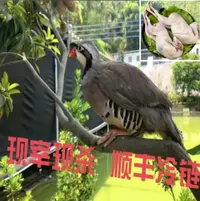 【山鸡哥专属】拍二送二 正宗散养散放咕咕鸡4只顺丰冷链包邮