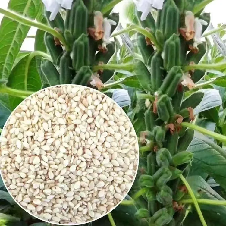 黄金一条鞭芝麻种子白芝麻种子高产新种子原装正品出油高芝麻种子商品图