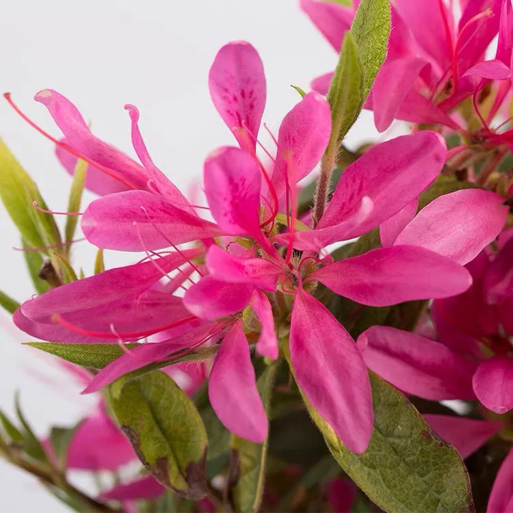 宏雅精选【粉丝带】安酷四季杜鹃皮实耐寒耐热南北方可种花卉绿植