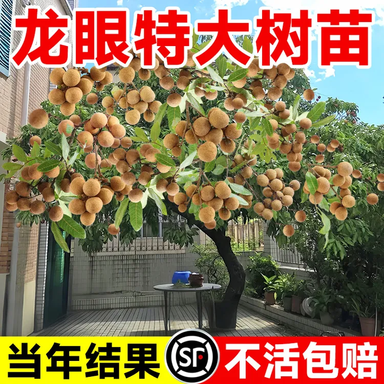 特大龙眼树苖嫁接盆栽水果树苗储良石硖南方四季种植地栽当年结果