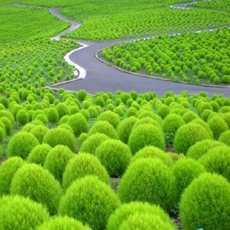 地肤草盆栽观赏阳台庭院造景皮实好养耐贫瘠扫帚草球形室外扫帚苗