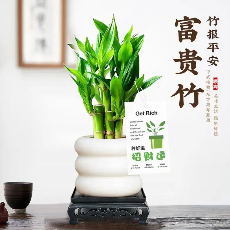 富贵竹水培步步高观音竹植物荷花盆栽办公室室内客厅好养桌面绿植