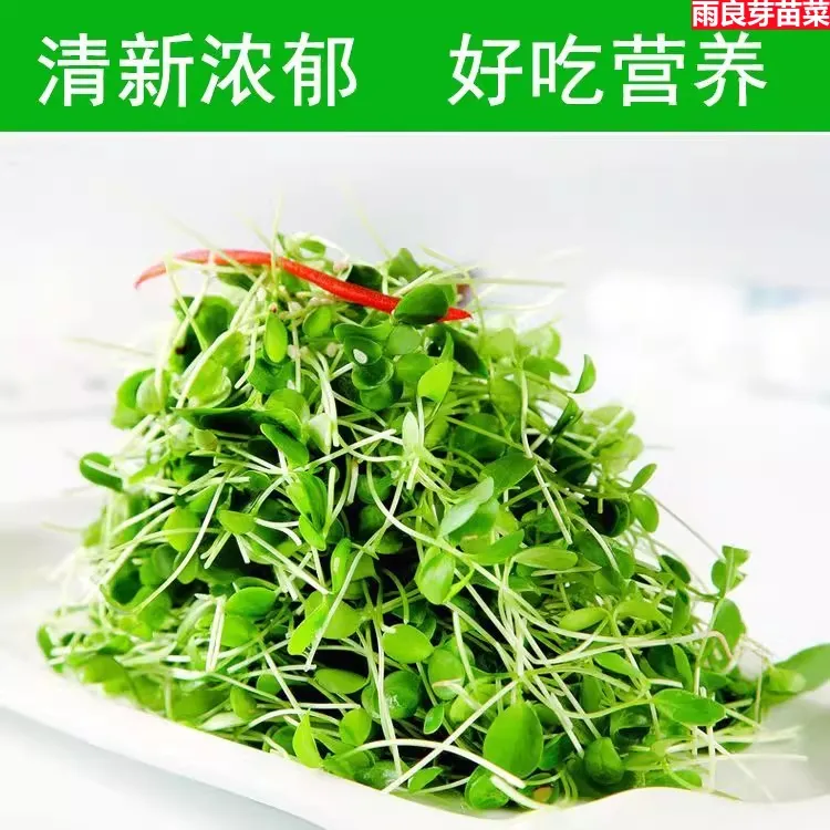 新鲜香椿苗芽食用香椿嫩芽香椿芽苗菜蔬菜凉拌摆盘装饰花草