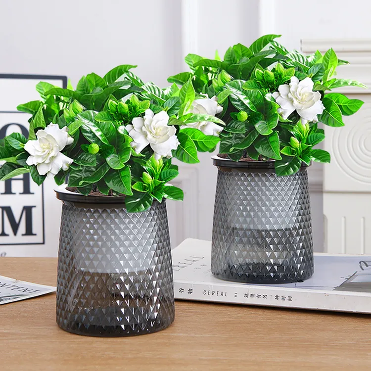 【粉丝福利】浓香奶油栀子花绿植盆栽花卉四季常青新款盆景开花植物