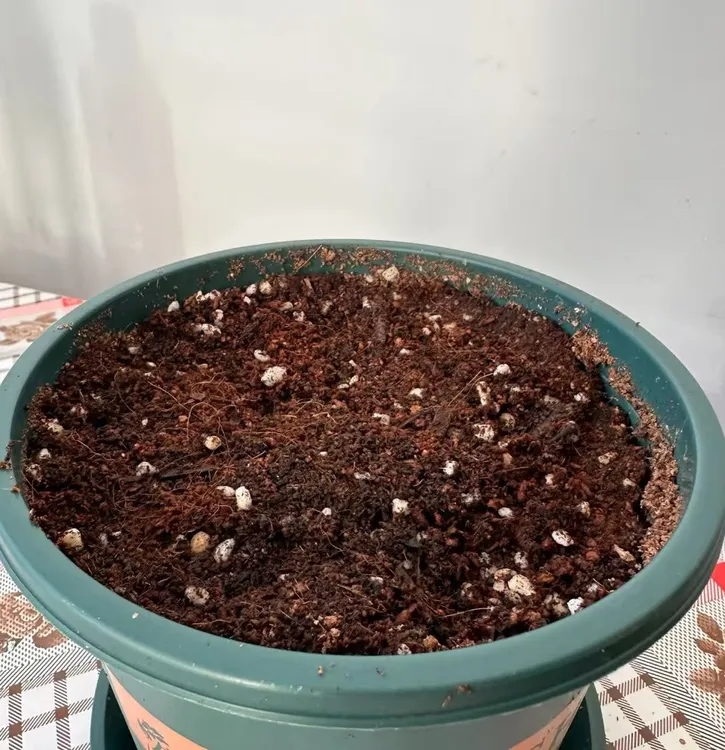 郁金香种植盆+种球专用土