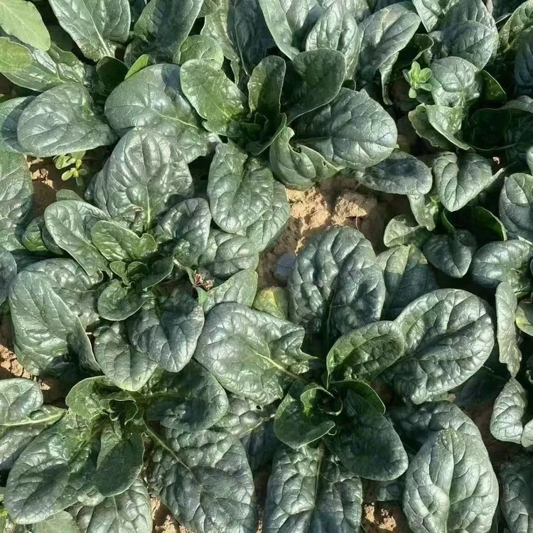 【现挖现发】河南霜打矮杆趴地尖头菠菜火锅必备蔬菜1斤3斤5斤