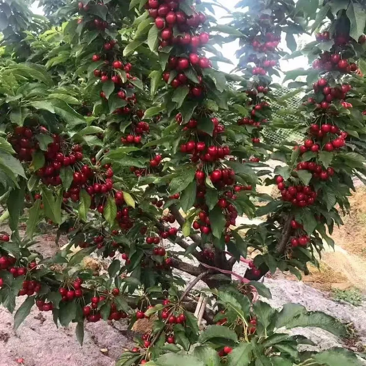 车厘子树苗大樱桃早熟适合南北方种植矮化盆栽地栽果树苗