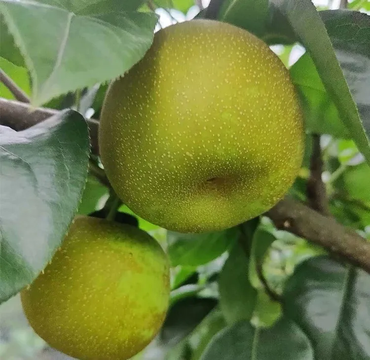文成南田高山新鲜脆甜梨子（单果重量200克左右）无渣清甜 皮薄汁多