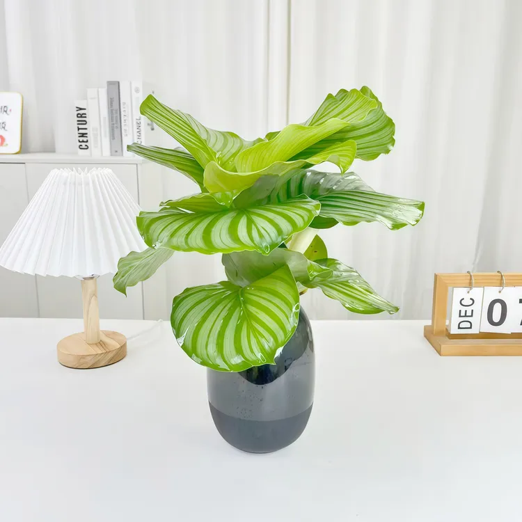 水培植物青苹果竹芋绿植盆栽四季常青室内办公桌好养喜阴净化空气