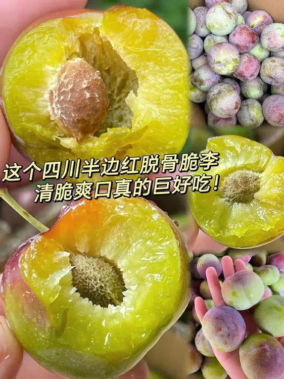 四川正宗脱骨李半边红李子茵红李新鲜现摘脆甜多汁应季水果