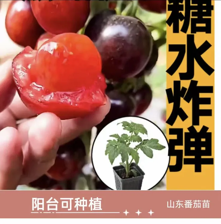 【山东寿光正版黑番茄苗】黑色小番茄苗家庭小院阳台种植