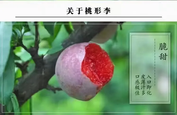 正宗嵊州金庭桃形李新鲜现摘现发包邮