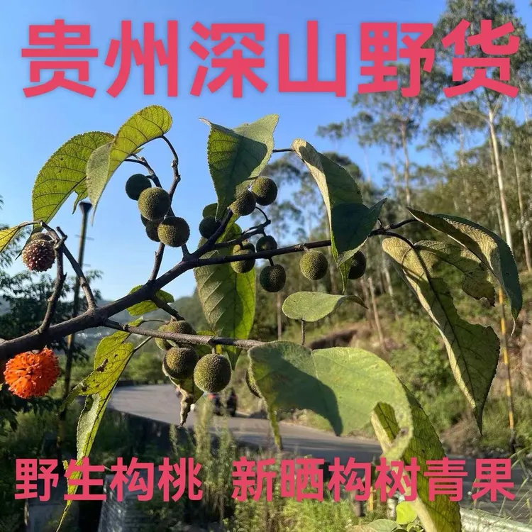 野生构树果褚实子果构桃农家凉晒无硫无熏泡酒泡茶应季采摘成熟果