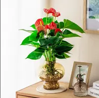 【带花发货】红掌水培盆栽yd室内绿植花卉客厅书房办公室花卉