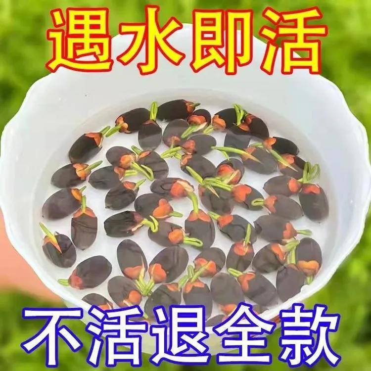 【7天发芽】碗莲种四季开花水培水养绿植睡莲荷花无土网红植物