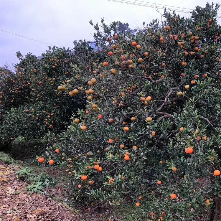四川红橘大红袍二红果5分酸陈皮专用9斤5斤新鲜现摘酸内江川红橘