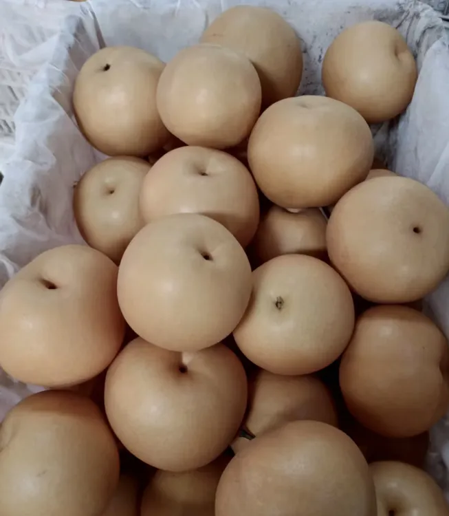 湖北宜昌百里洲砂梨圆黄黄金梨自家果园现摘现发绿色有机