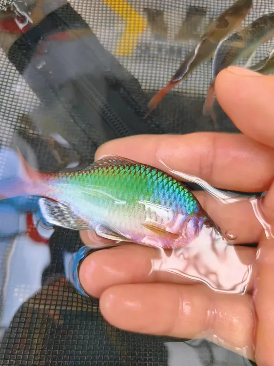 新安江青鳞鳑鲏鱼冷水小型观赏鱼好养耐活可除藻除油膜