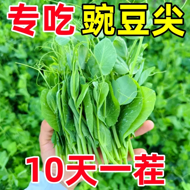 豌豆种籽大豌豆苗蔬菜种子无须莱豆小尖芽菜四季种植易活蔬菜种孑商品图