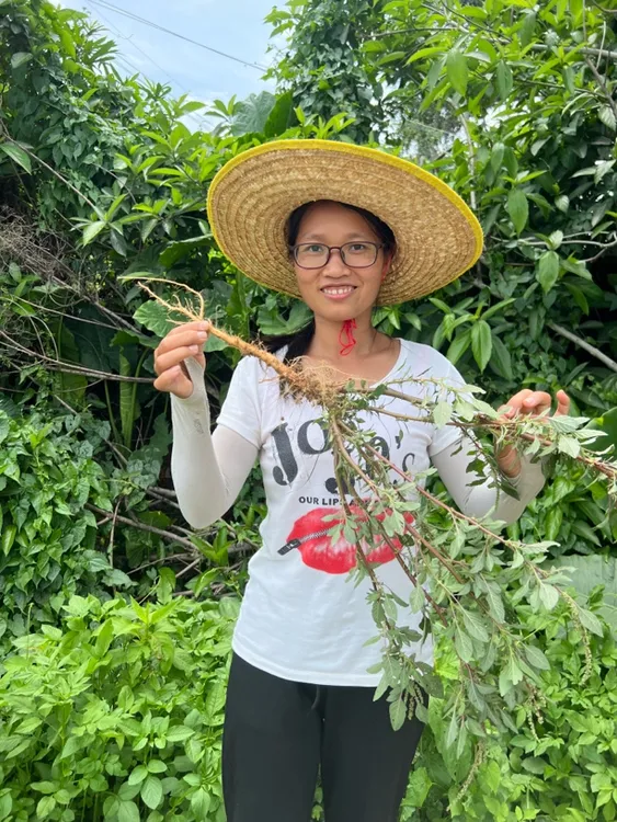 广东阳春野生红刺苋头煲汤首选
