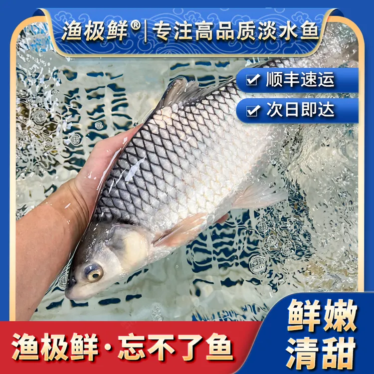 【渔极鲜】忘不了鱼-广东吉罗鱼苏丹鱼清蒸宴请送礼全国活发顺丰