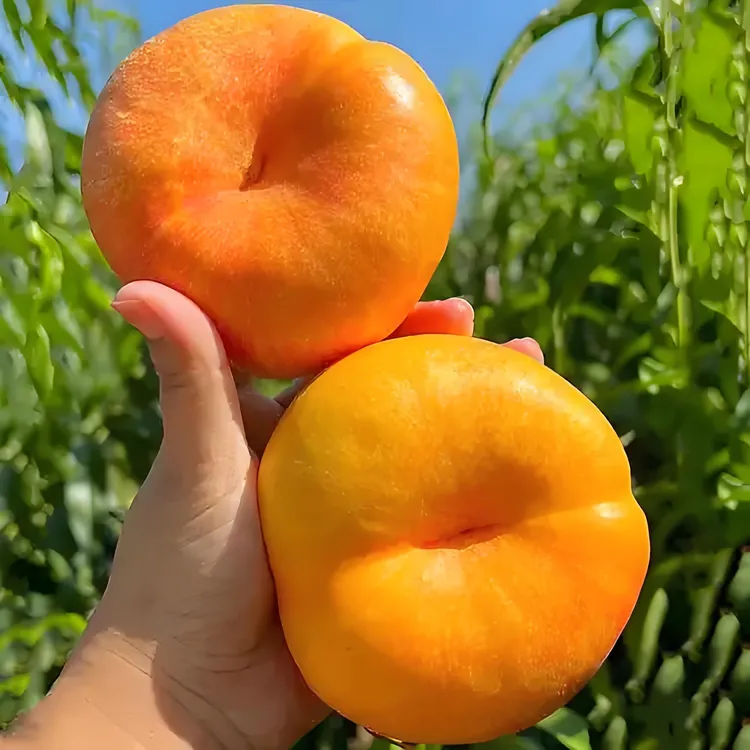 华系油蟠 枝条九月上旬成熟 单果半斤以上 黄肉纯甜 