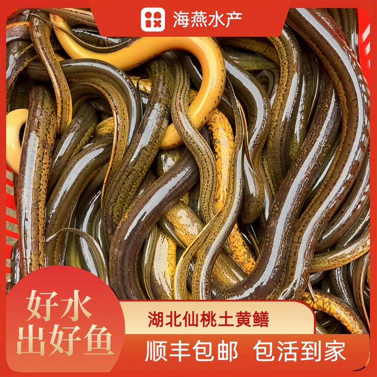 湖北野外（1-3两）鲜活土黄鳝口感鲜美食用水产品2斤起顺丰包邮包活