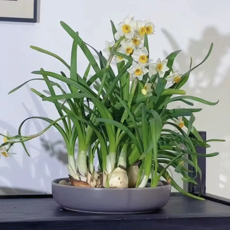陶瓷中日式插花盘水培水仙花盆苔藓球盆花器禅器皿吸水石盘茶壶承