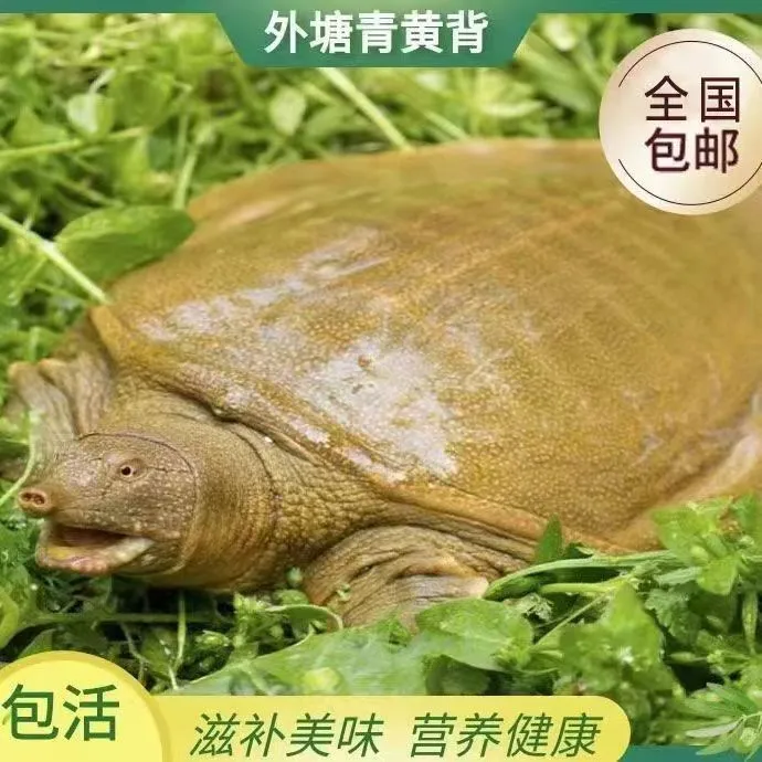 外塘生态老甲鱼老鳖 团鱼