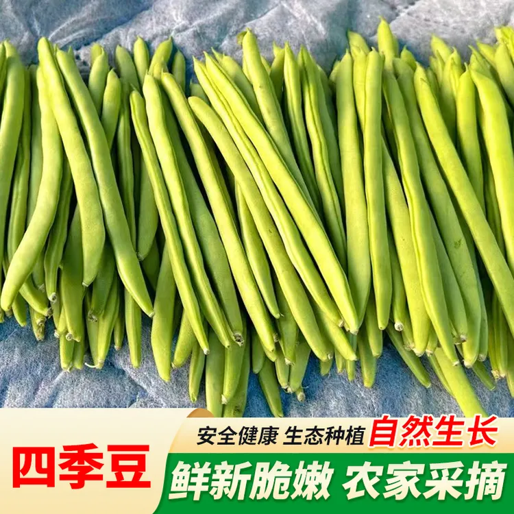 现摘四季豆云南高山露天种植四季豆新鲜现摘批发