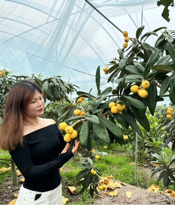 浙江台州三月白枇杷新鲜采摘现摘现发