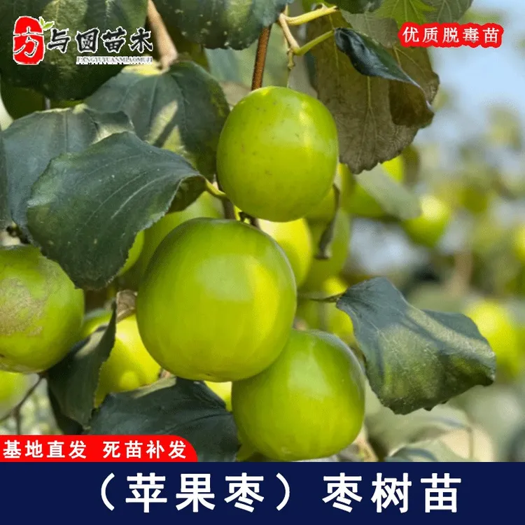 嫁接苹果枣树苗脆甜牛奶大青枣苗树庭院种植果树枣树活苗当年结果