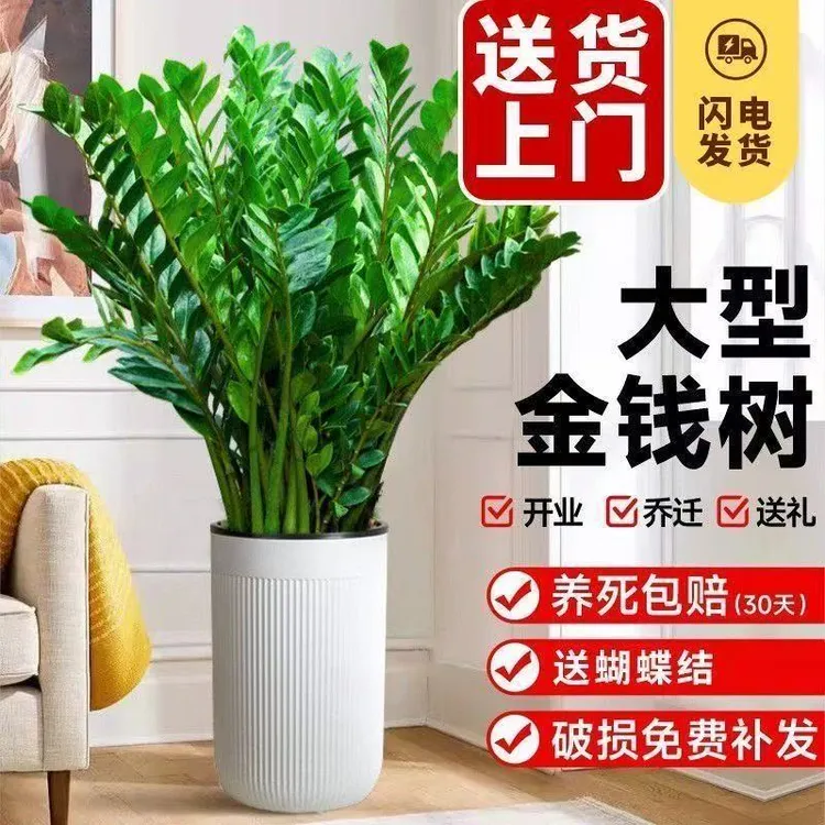 1.1-1.3米巨型金钱树盆栽室内客厅办公室净化空气四季常青绿植