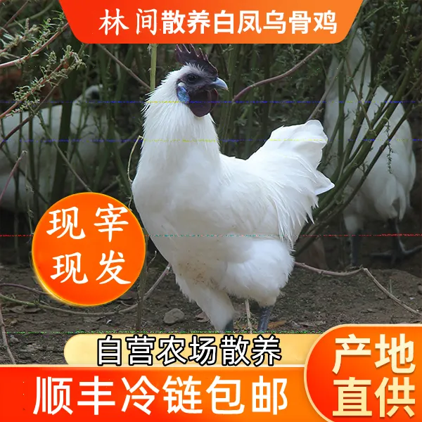 【买一只送一只】农家散养白凤乌鸡 两只净重4-4.5斤 现宰 顺丰